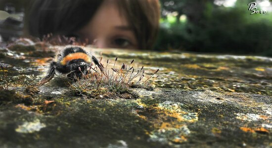 A Bumblebee A Curious Child (214083229)
